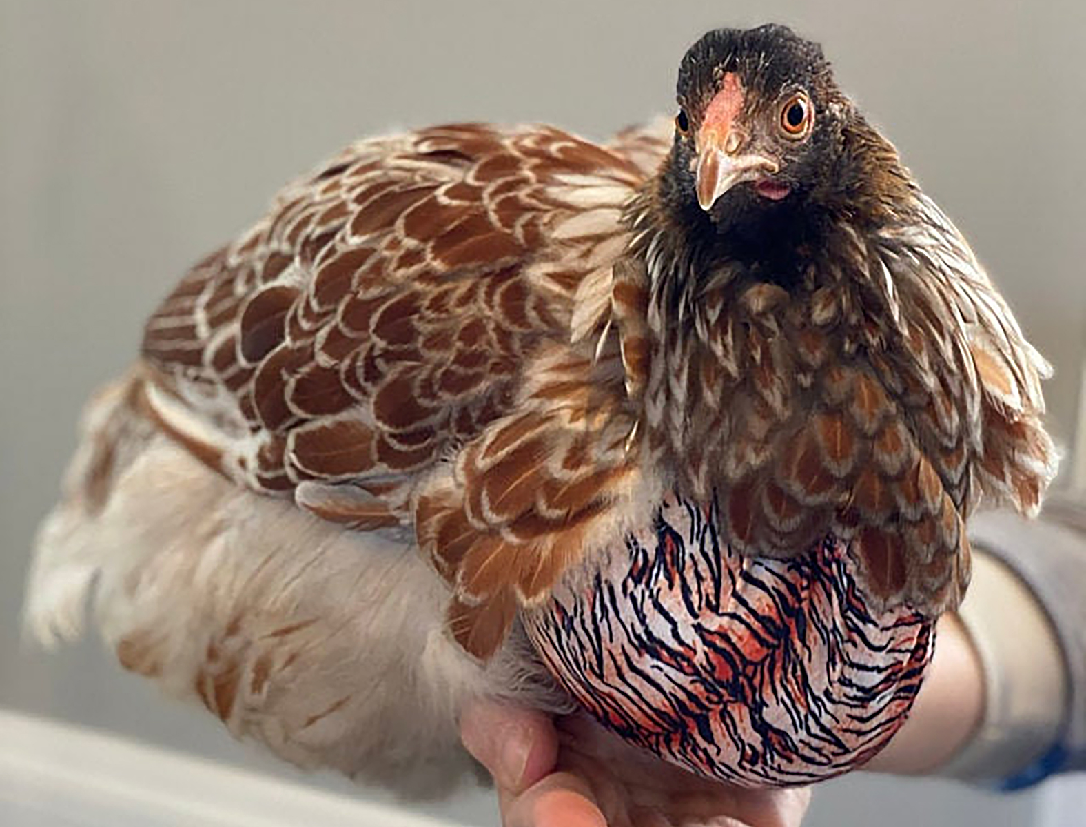 Candidiasis in Poultry